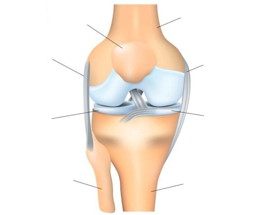 structura articulației genunchiului